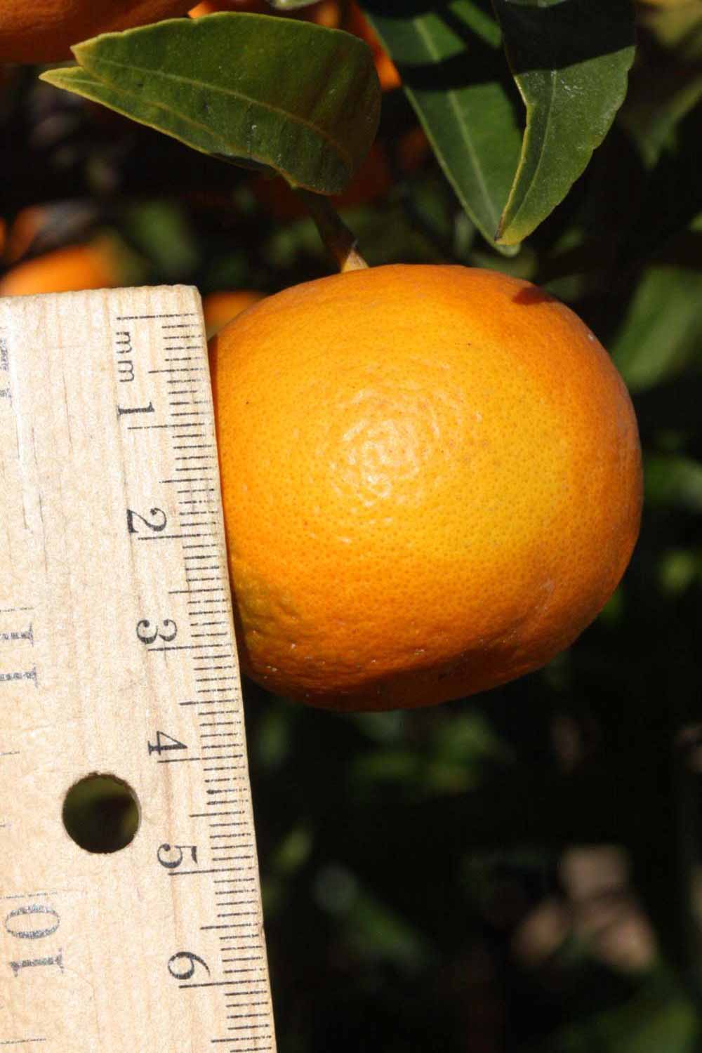              Fruit (Riverside, CA)       